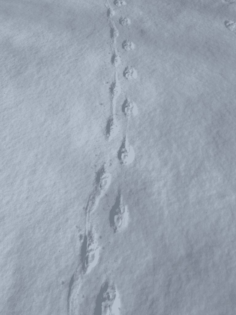 porcupine tracks in the snow